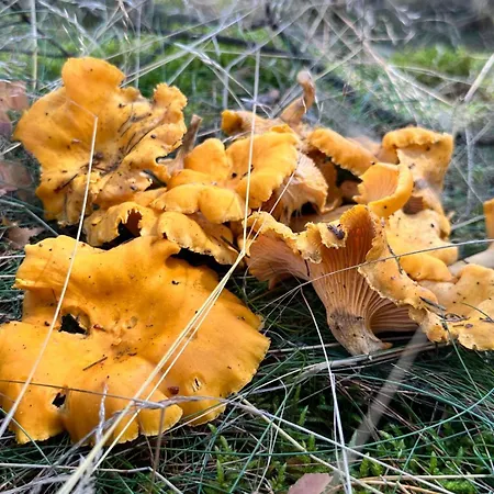 Na Skraju Lasu بيت خشبي Jasien (Bytow)