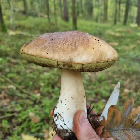 Na Skraju Lasu