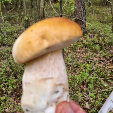 Na Skraju Lasu بيت خشبي *