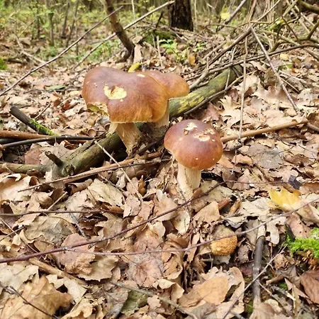 Na Skraju Lasu بيت خشبي Jasien (Bytow)