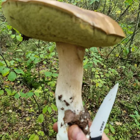 Na Skraju Lasu * Jasien (Bytow)