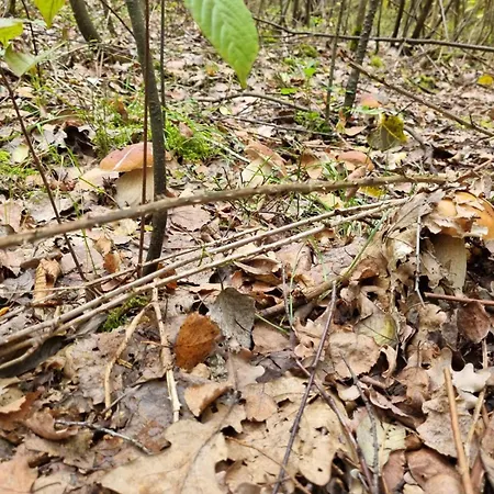 Na Skraju Lasu بيت خشبي