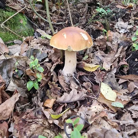 Na Skraju Lasu ロッジ *