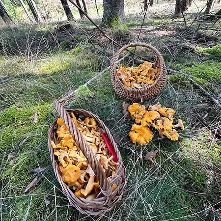 Na Skraju Lasu Jasien (Bytow)