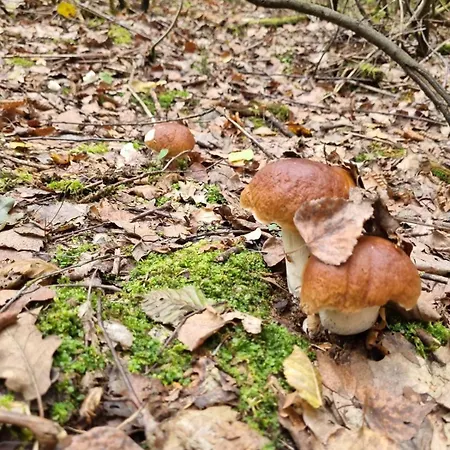 Na Skraju Lasu ロッジ