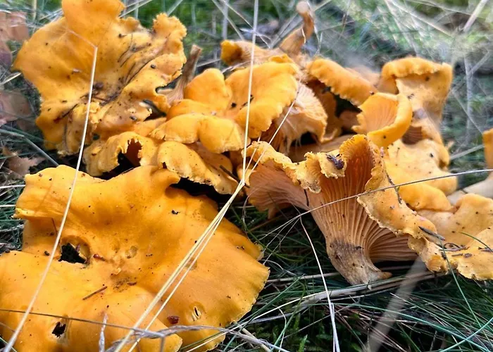 Na Skraju Lasu Gerendaház Jasien (Bytow)