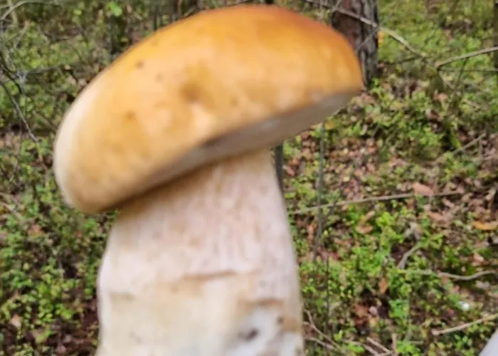 Na Skraju Lasu Gerendaház *