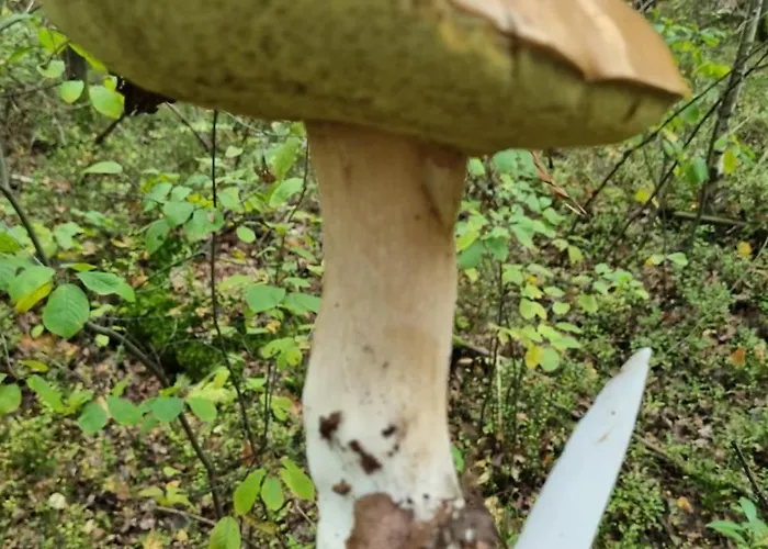 Na Skraju Lasu * Jasien (Bytow)