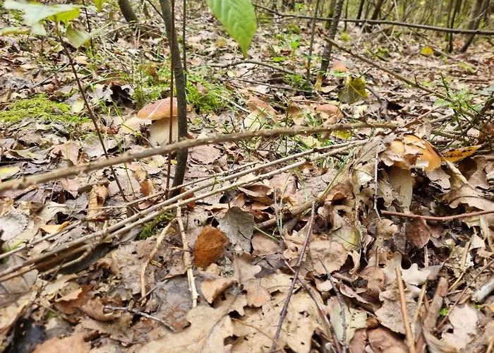 Na Skraju Lasu Gerendaház