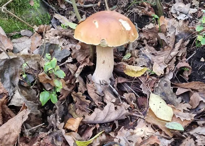 Na Skraju Lasu Gerendaház *