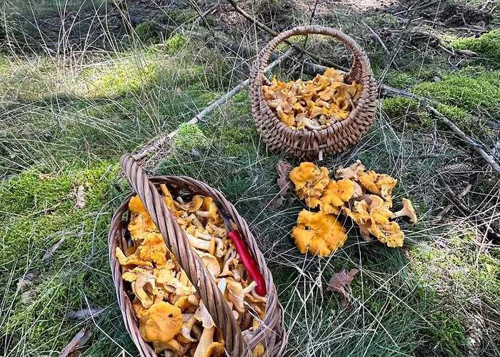 Na Skraju Lasu Jasien (Bytow)