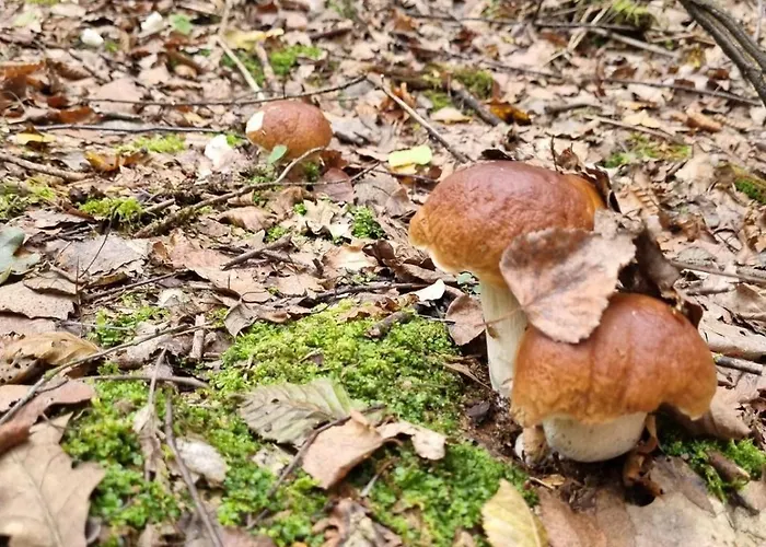 Na Skraju Lasu Gerendaház