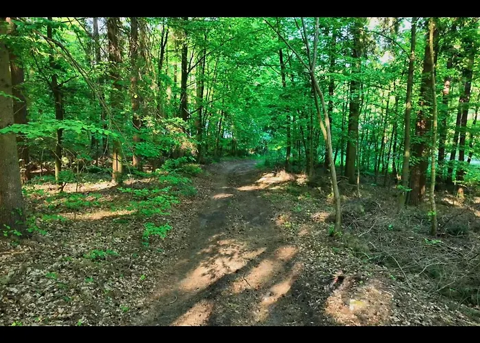 Na Skraju Lasu Jasien (Bytow)